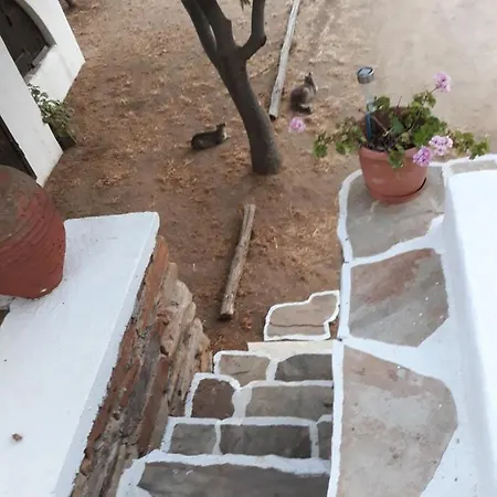 Aurelia- The Moon Jelly- η μέδουσα του φεγγαριού Naxos City