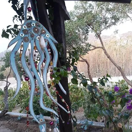 Aurelia- The Moon Jelly- η μέδουσα του φεγγαριού *